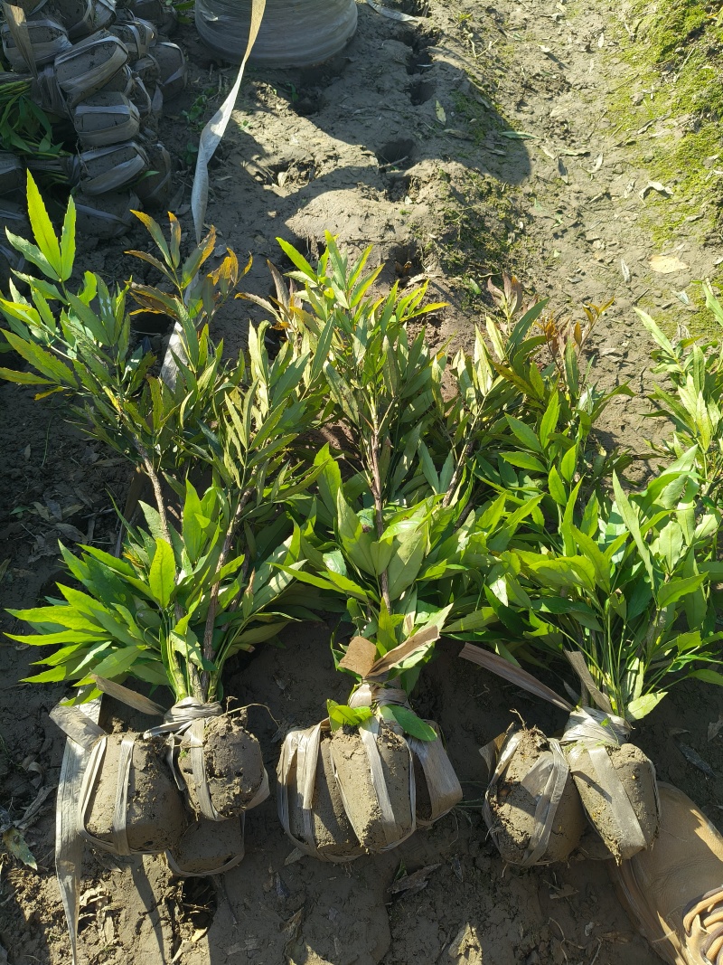 小叶十大功劳小毛球高度40cm，基地有量，欢迎来订购。