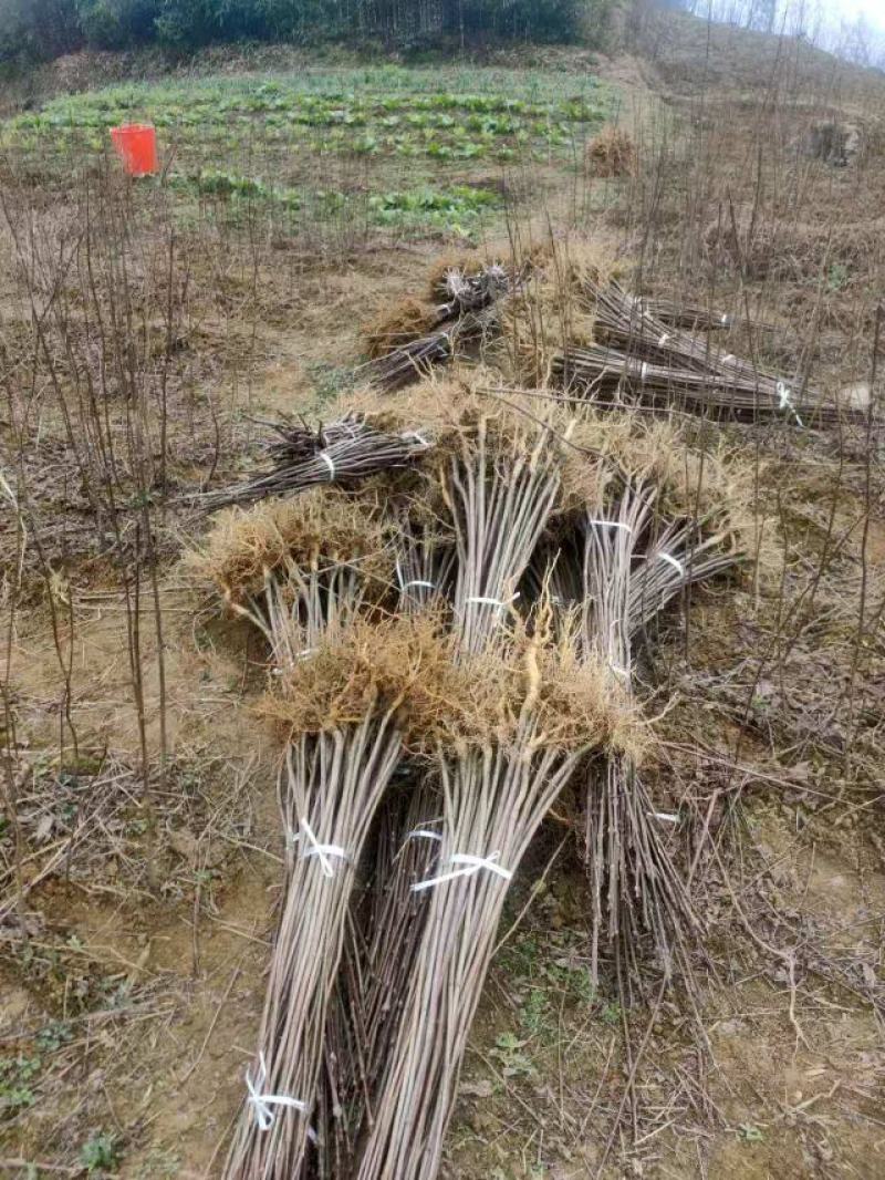 厚皮川黄柏苗，产地直发，品质保证，支持看货欢迎各地老板来
