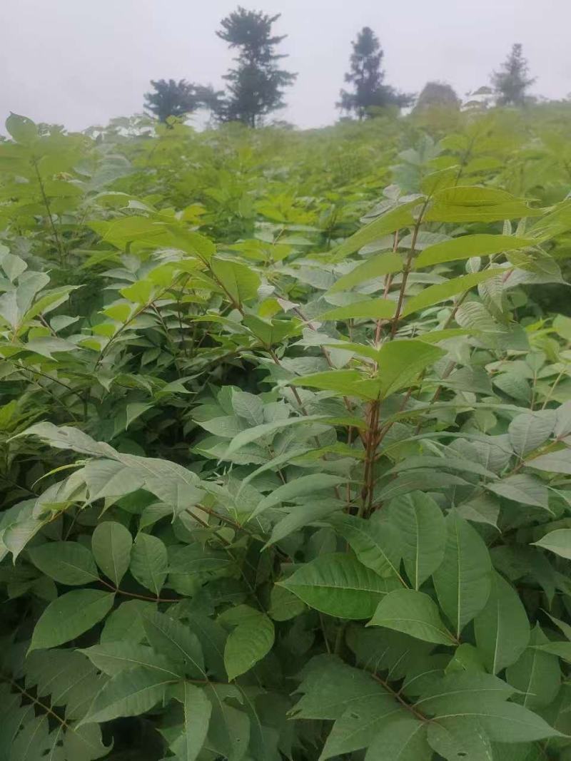 厚皮川黄柏苗，产地直发，品质保证，支持看货欢迎各地老板来
