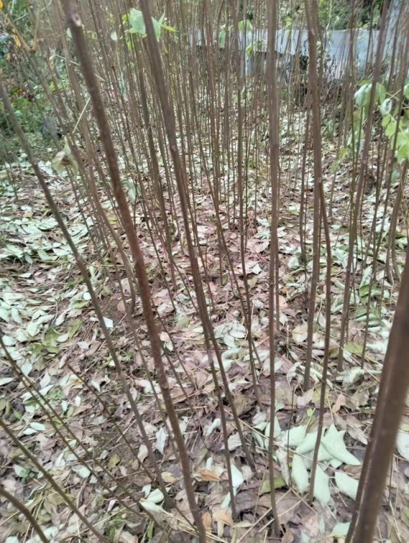 厚皮川黄柏苗，产地直发，品质保证，支持看货欢迎各地老板来