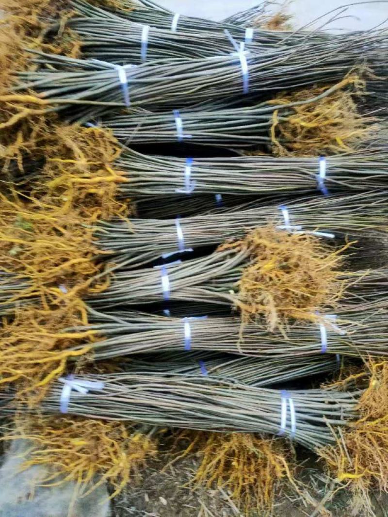 厚皮川黄柏苗，产地直发，品质保证，支持看货欢迎各地老板来