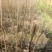 厚皮川黄柏苗，产地直发，品质保证，支持看货欢迎各地老板来