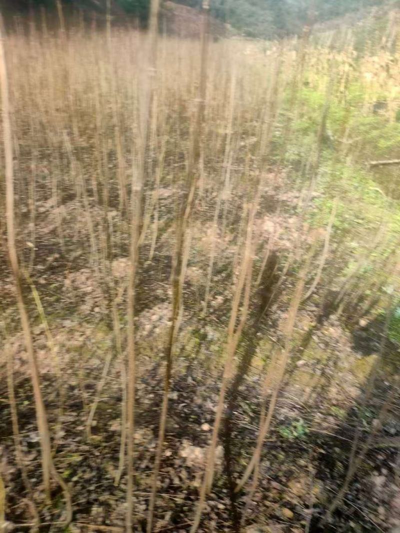 厚皮川黄柏苗，产地直发，品质保证，支持看货欢迎各地老板来