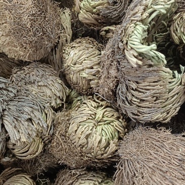 卷柏又名还魂草各种中药可配方代加工