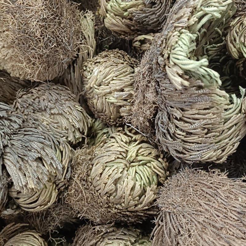 卷柏又名还魂草各种中药可配方代加工