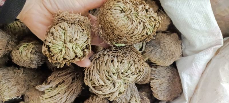 卷柏又名还魂草各种中药可配方代加工