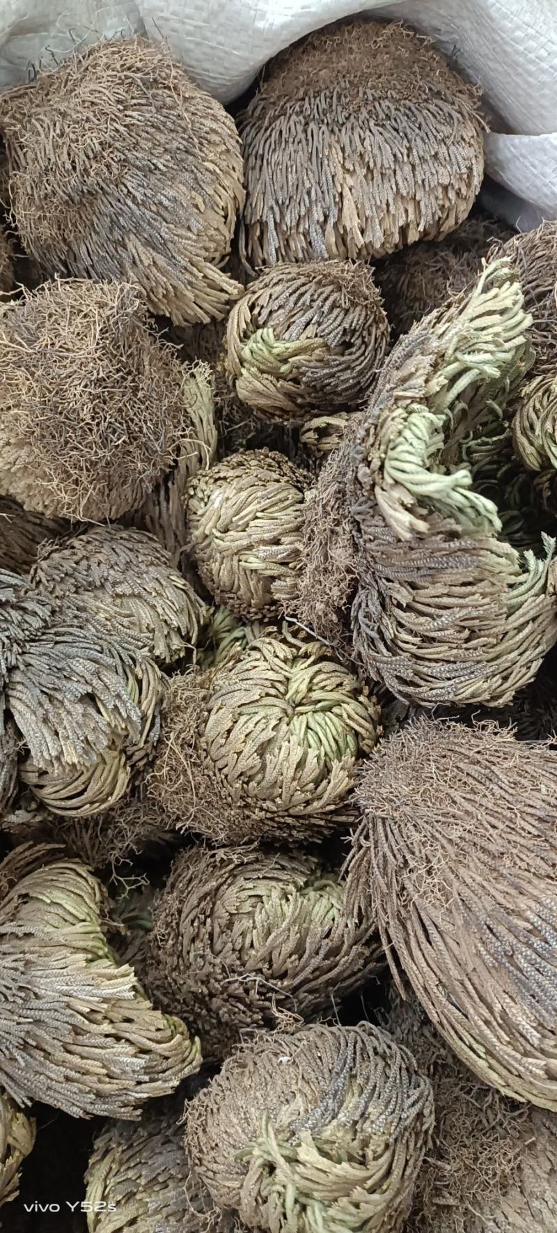 卷柏又名还魂草各种中药可配方代加工
