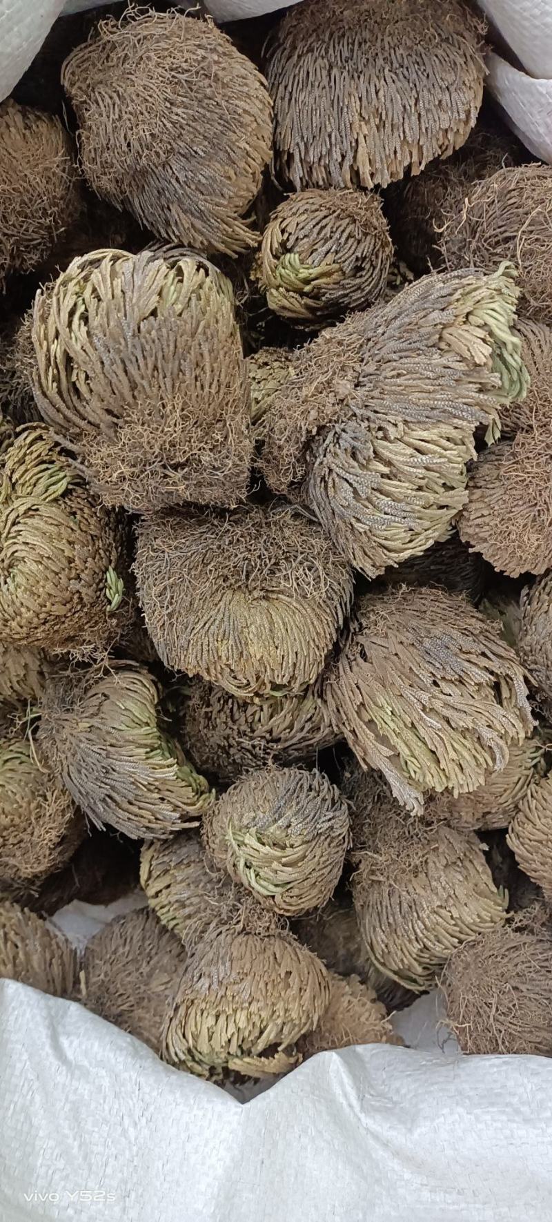 卷柏又名还魂草各种中药可配方代加工