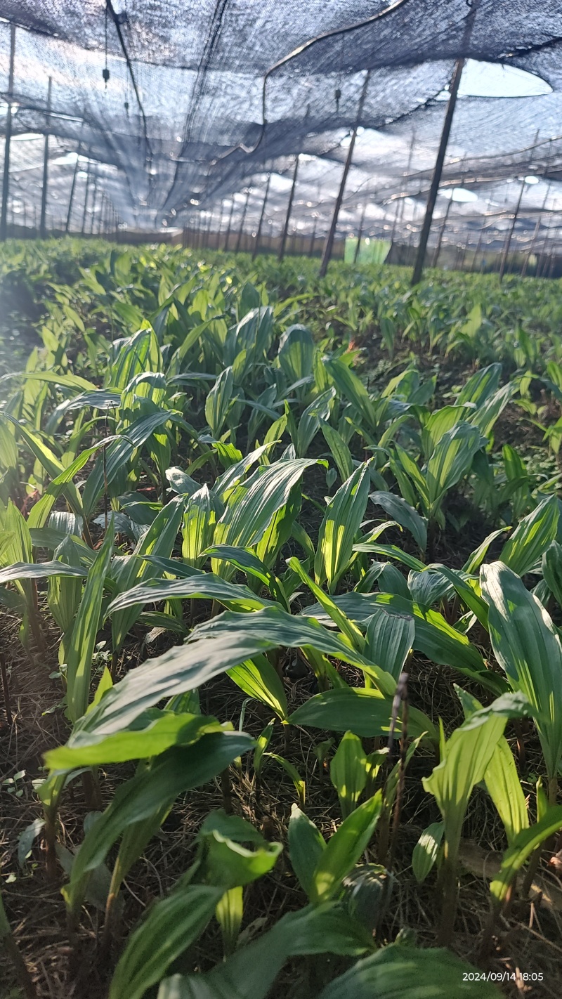 批发零售毛慈菇伴生菌，买菌种教育苗技术欢迎随时联系