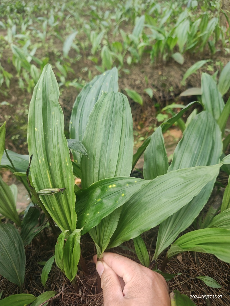 批发零售毛慈菇伴生菌，买菌种教育苗技术欢迎随时联系