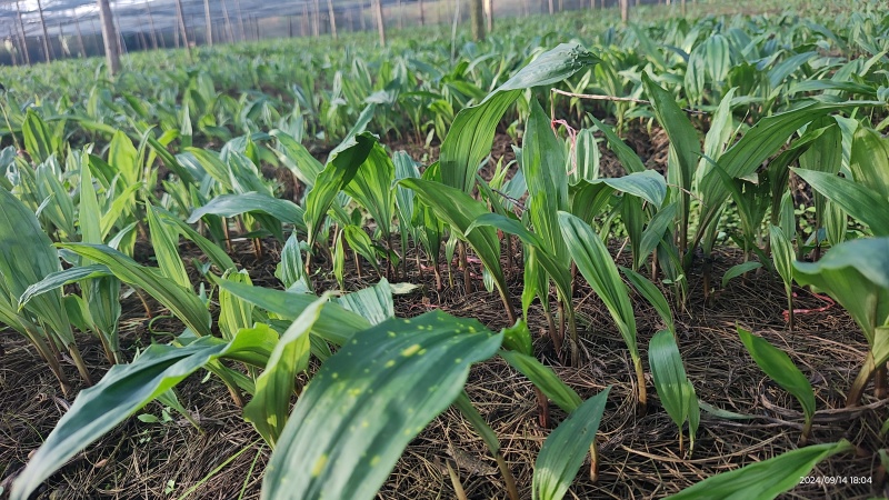批发零售毛慈菇伴生菌，买菌种教育苗技术欢迎随时联系