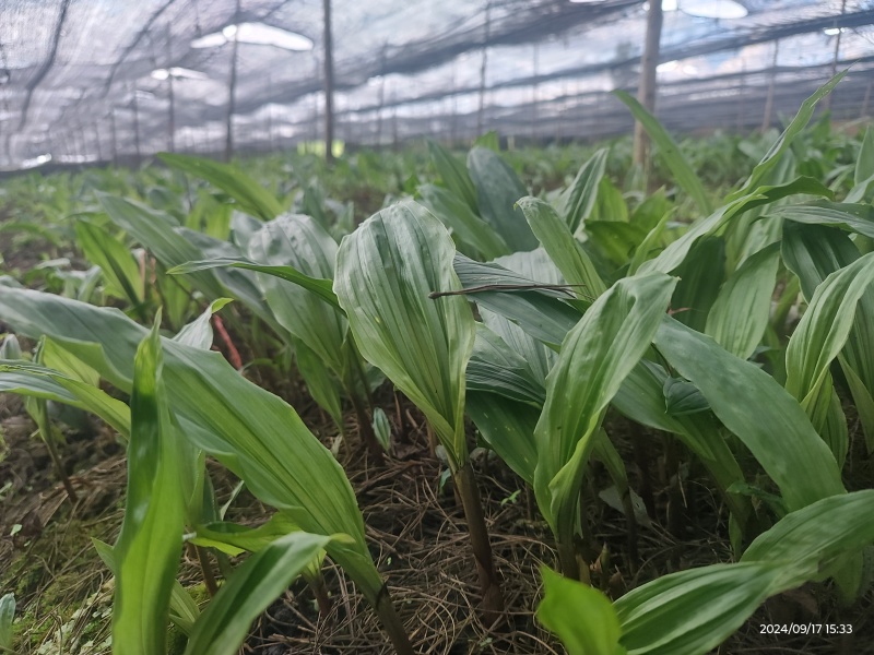批发零售毛慈菇伴生菌，买菌种教育苗技术欢迎随时联系