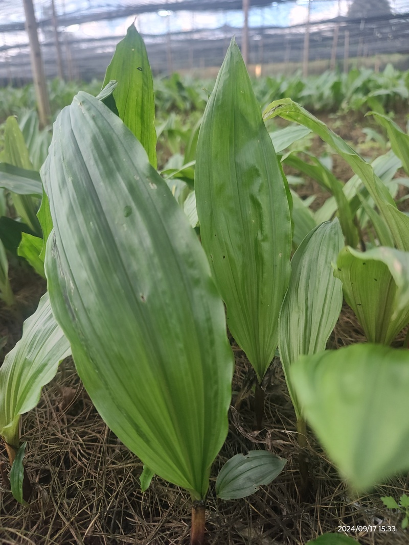 批发零售毛慈菇伴生菌，买菌种教育苗技术欢迎随时联系