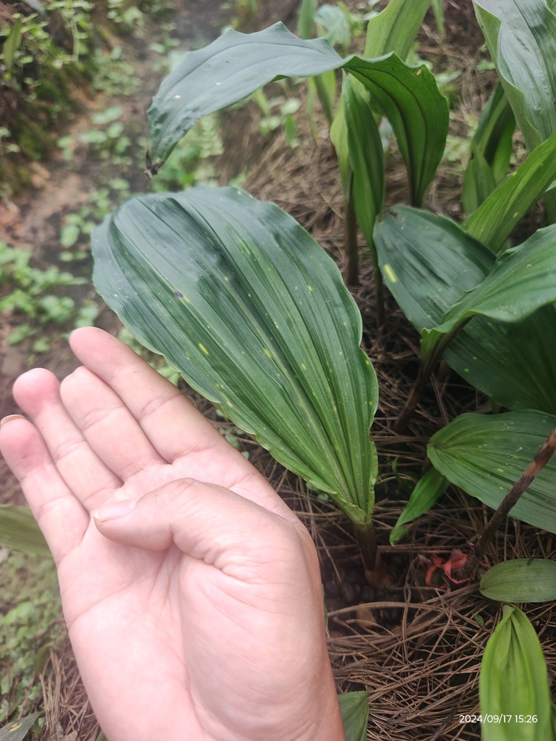 批发零售毛慈菇伴生菌，买菌种教育苗技术欢迎随时联系