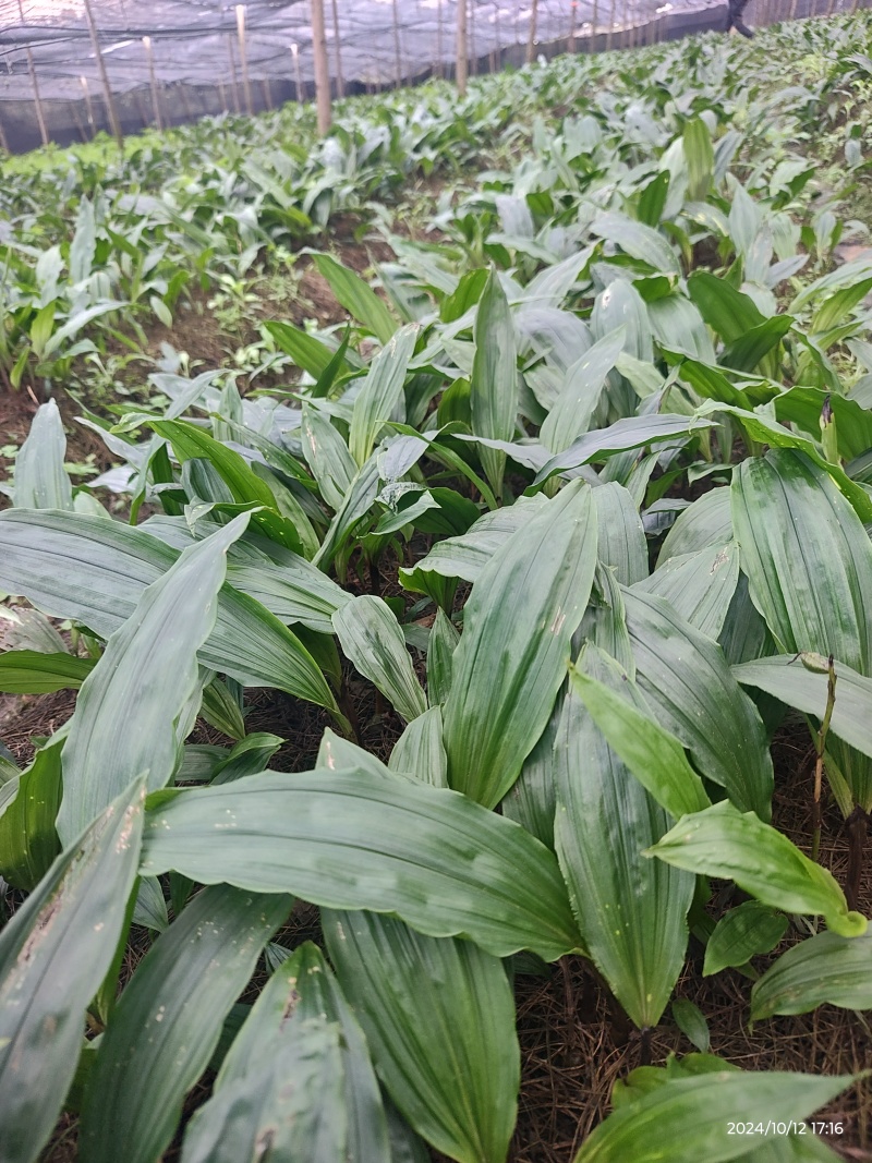 批发零售毛慈菇伴生菌，买菌种教育苗技术欢迎随时联系