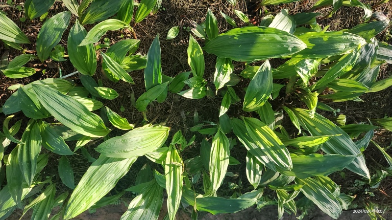 批发零售毛慈菇伴生菌，买菌种教育苗技术欢迎随时联系