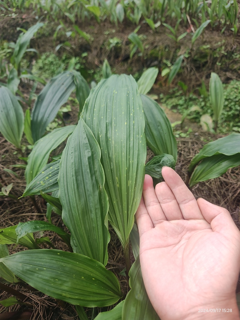 批发零售毛慈菇伴生菌，买菌种教育苗技术欢迎随时联系