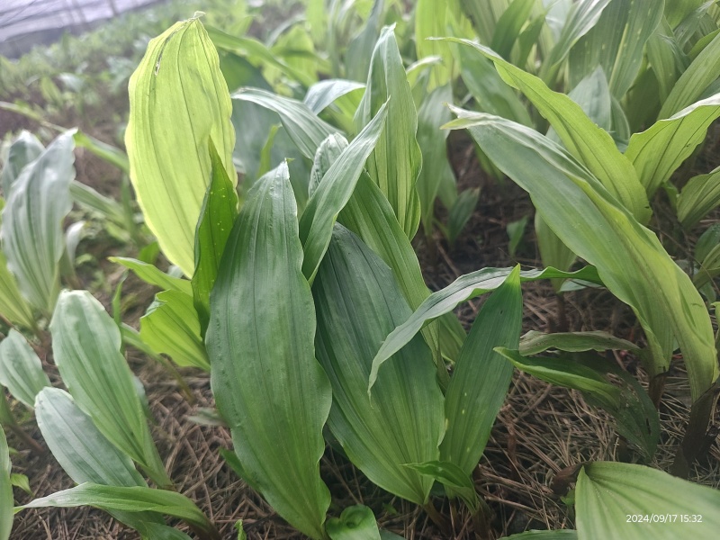 批发零售毛慈菇伴生菌，买菌种教育苗技术欢迎随时联系