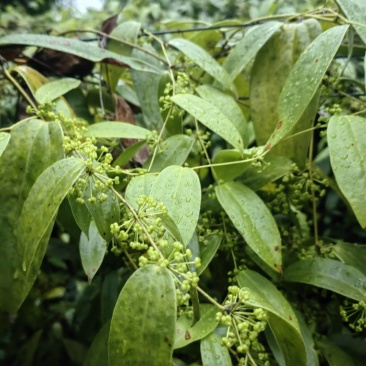 优良品种土茯苓苗植株健康易活，支技实地考察，技术指导