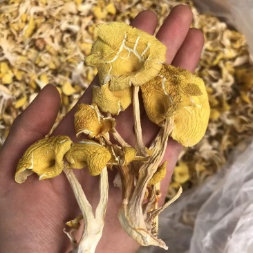 鸡油菌价格便宜一手货源质量保证
