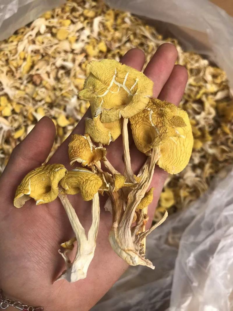 鸡油菌价格便宜一手货源质量保证