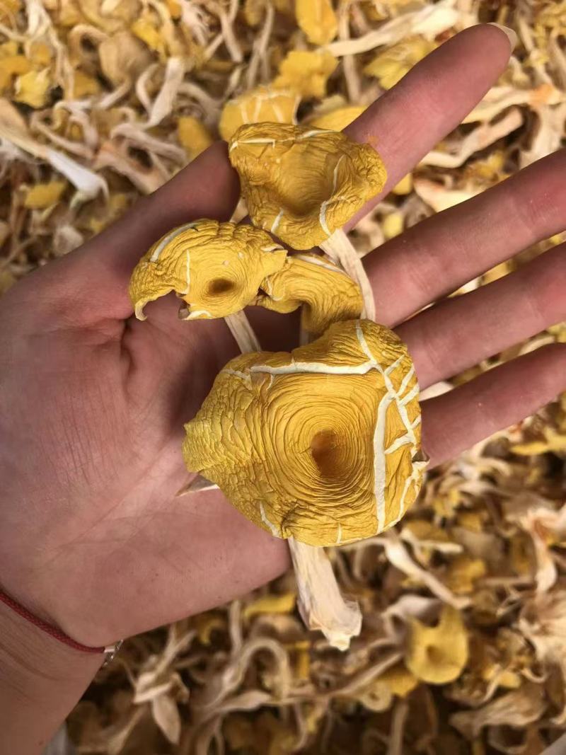 鸡油菌价格便宜一手货源质量保证