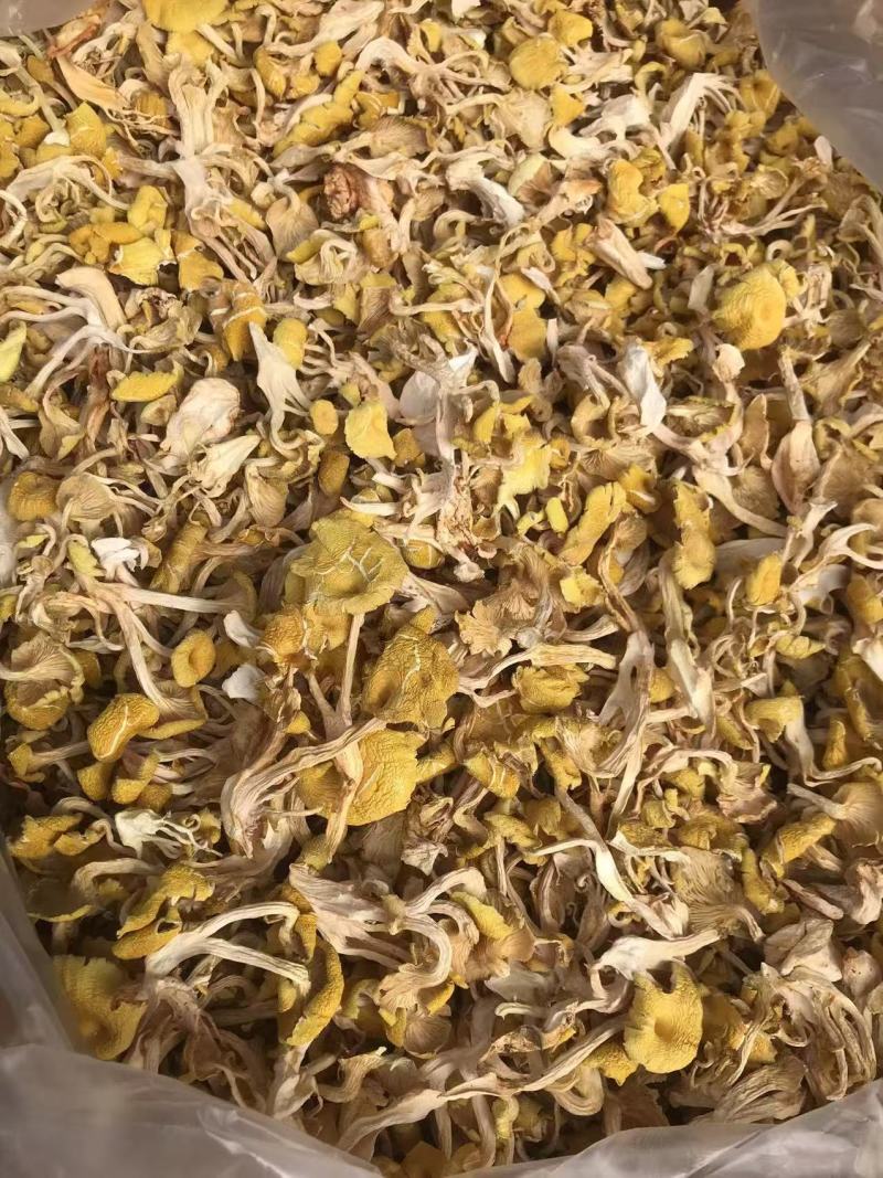 鸡油菌价格便宜一手货源质量保证