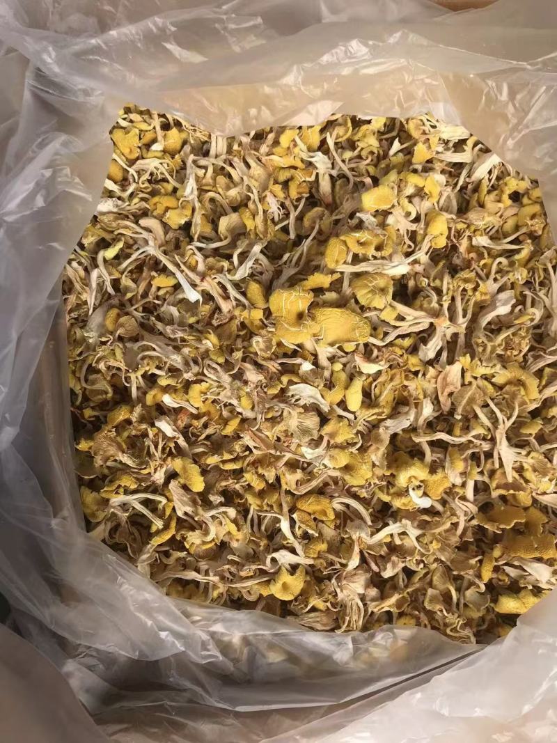 鸡油菌价格便宜一手货源质量保证