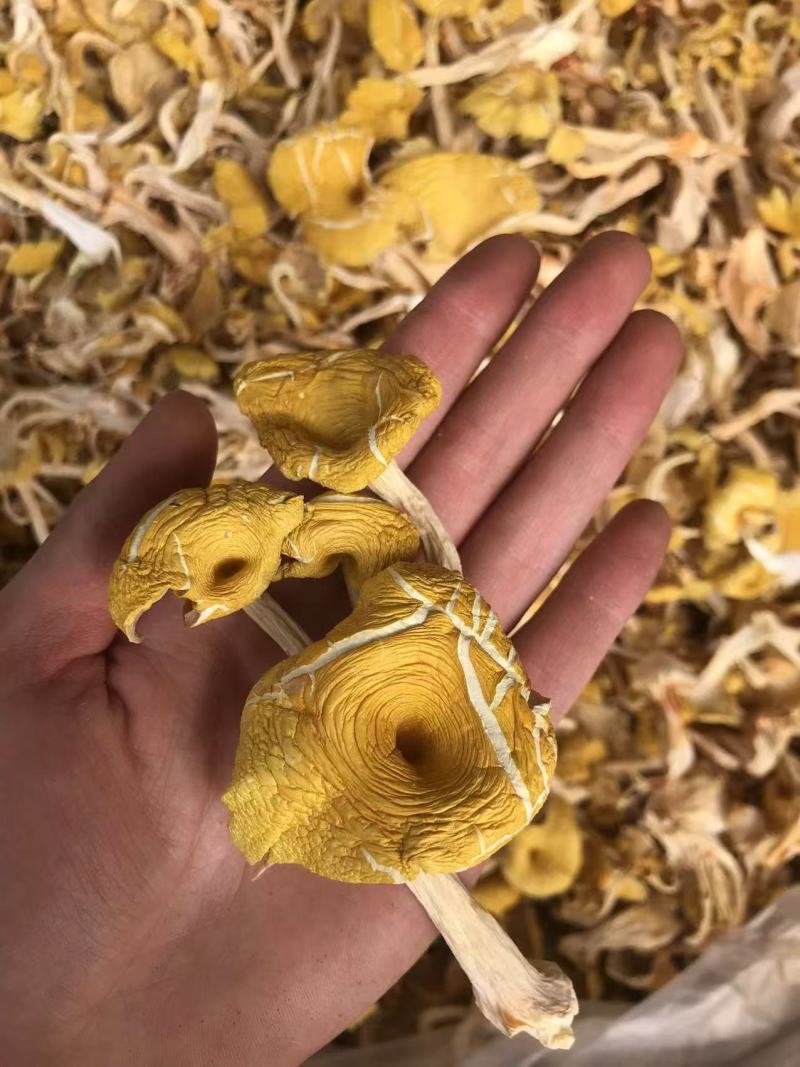 鸡油菌价格便宜一手货源质量保证