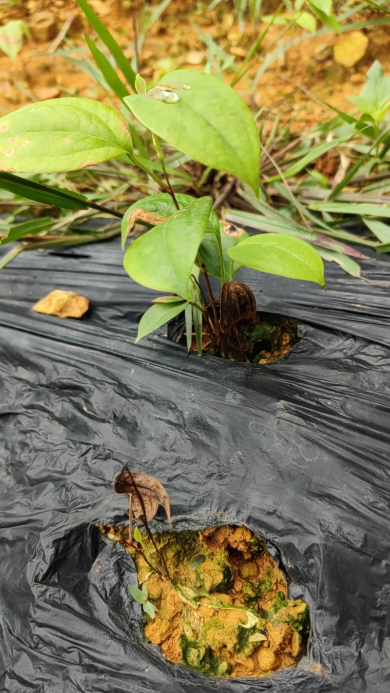 优良品种土茯苓苗植株健康易活，支技实地考察，技术指导