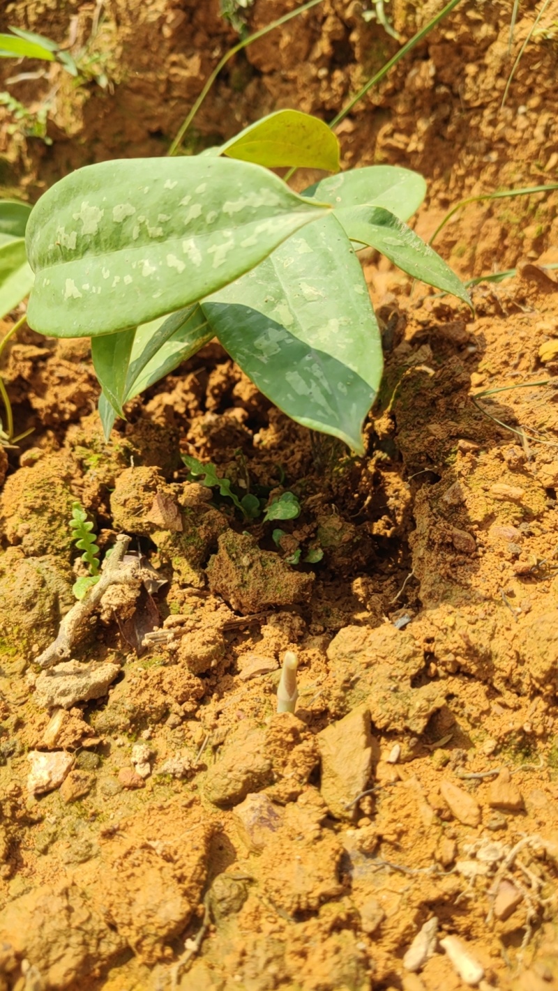 优良品种土茯苓苗植株健康易活，支技实地考察，技术指导
