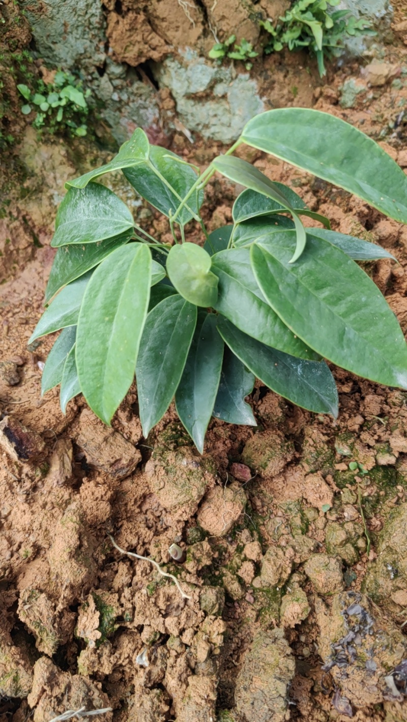 优良品种土茯苓苗植株健康易活，支技实地考察，技术指导