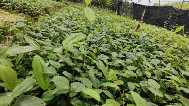 优良品种土茯苓苗植株健康易活，支技实地考察，技术指导