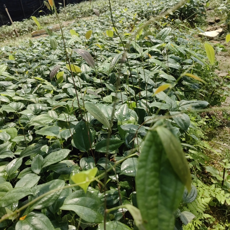 优良品种土茯苓苗植株健康易活，支技实地考察，技术指导