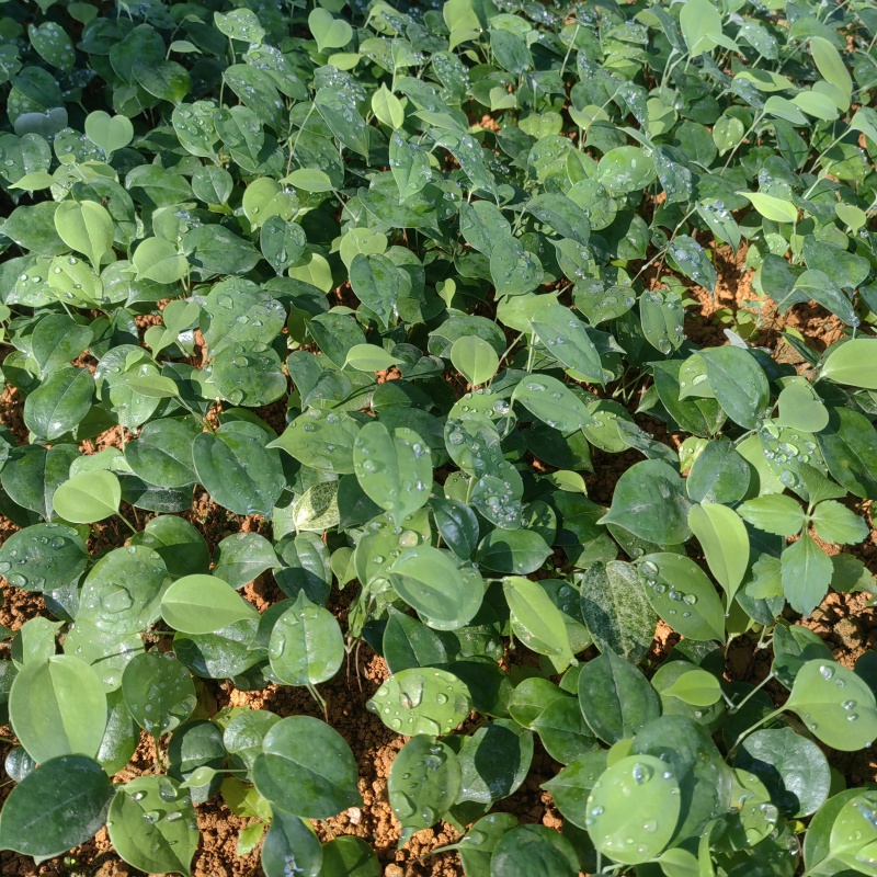 优良品种土茯苓苗植株健康易活，支技实地考察，技术指导