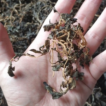 马齿苋干马齿菜干农家干菜山东特产脱水蔬菜马齿苋干菜食用野