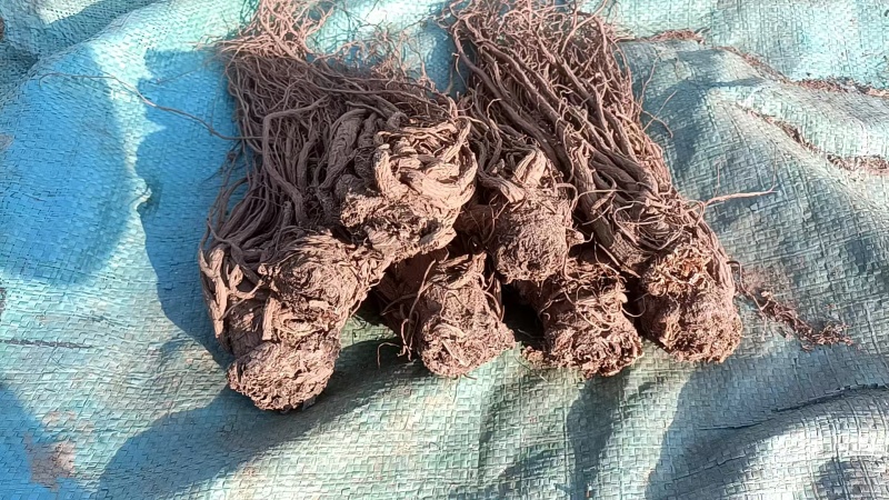 岷县精品无硫党参，产地发货，高山高海拔种植，可视频看货