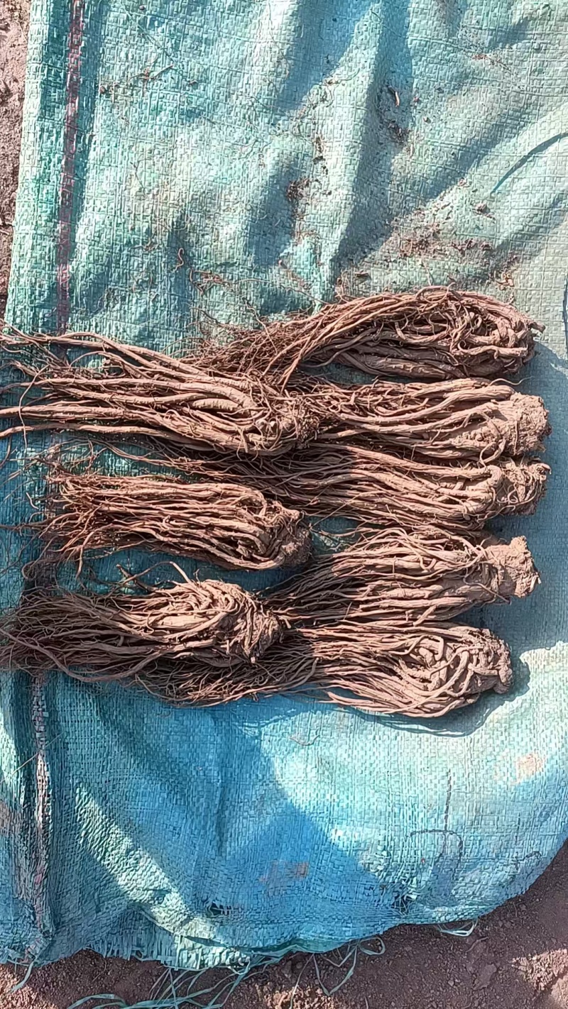 岷县精品无硫党参，产地发货，高山高海拔种植，可视频看货