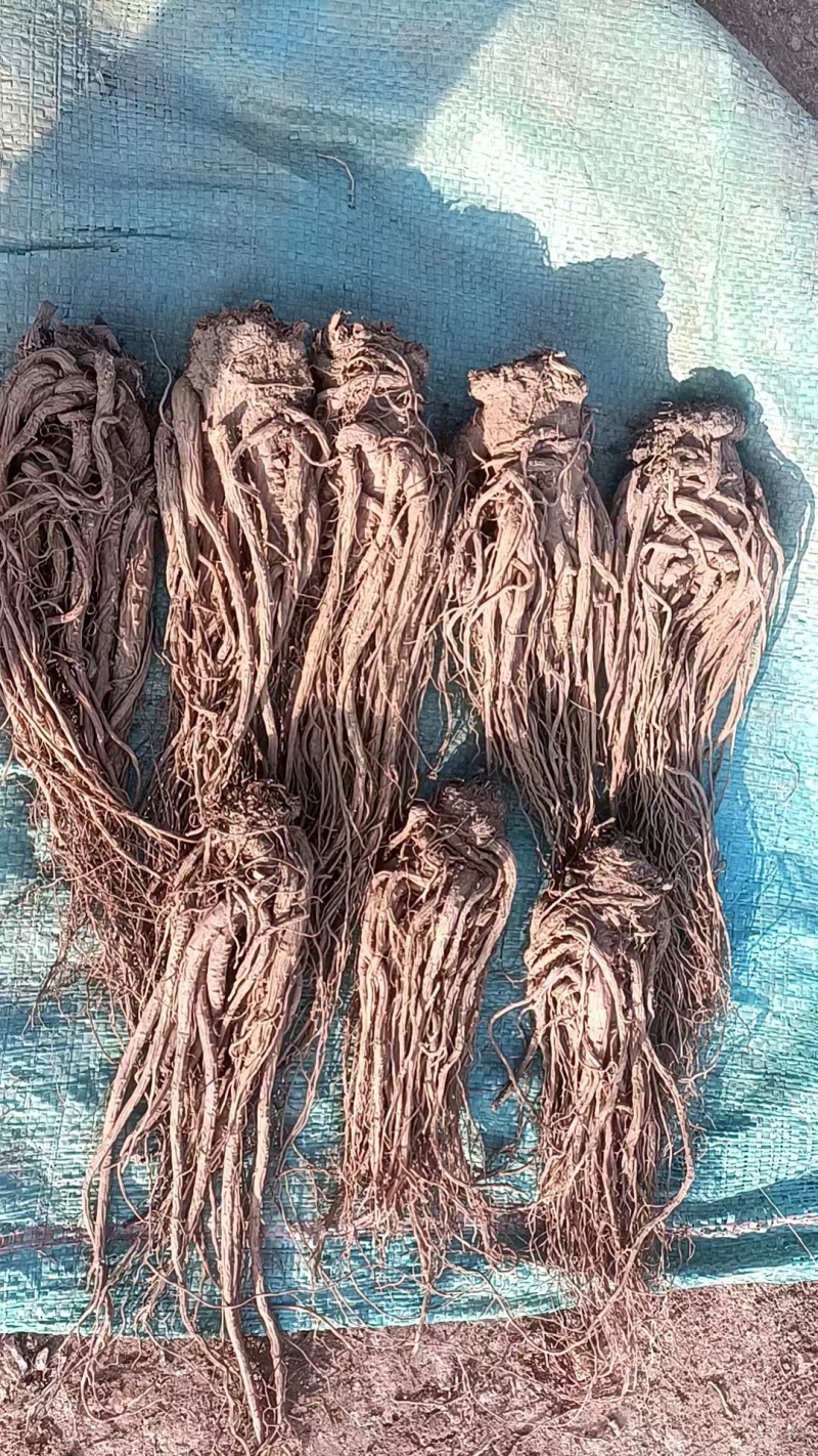 岷县精品无硫党参，产地发货，高山高海拔种植，可视频看货