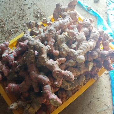 红皮大肉南姜山姜头