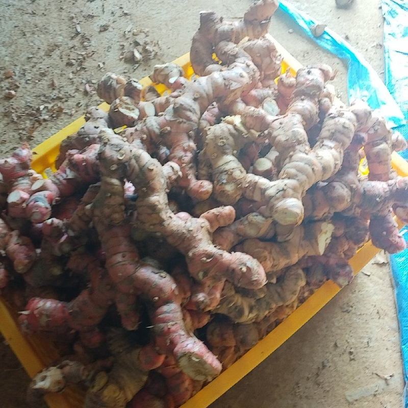 红皮大肉南姜山姜头