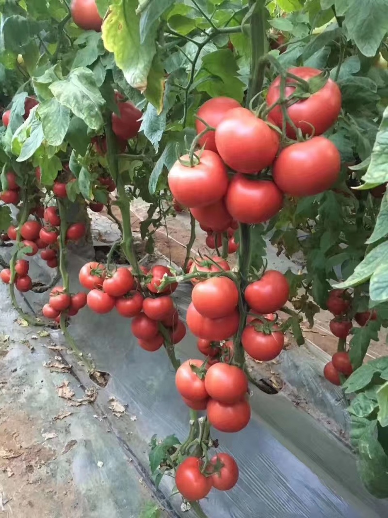 硬粉番茄卓丰118
