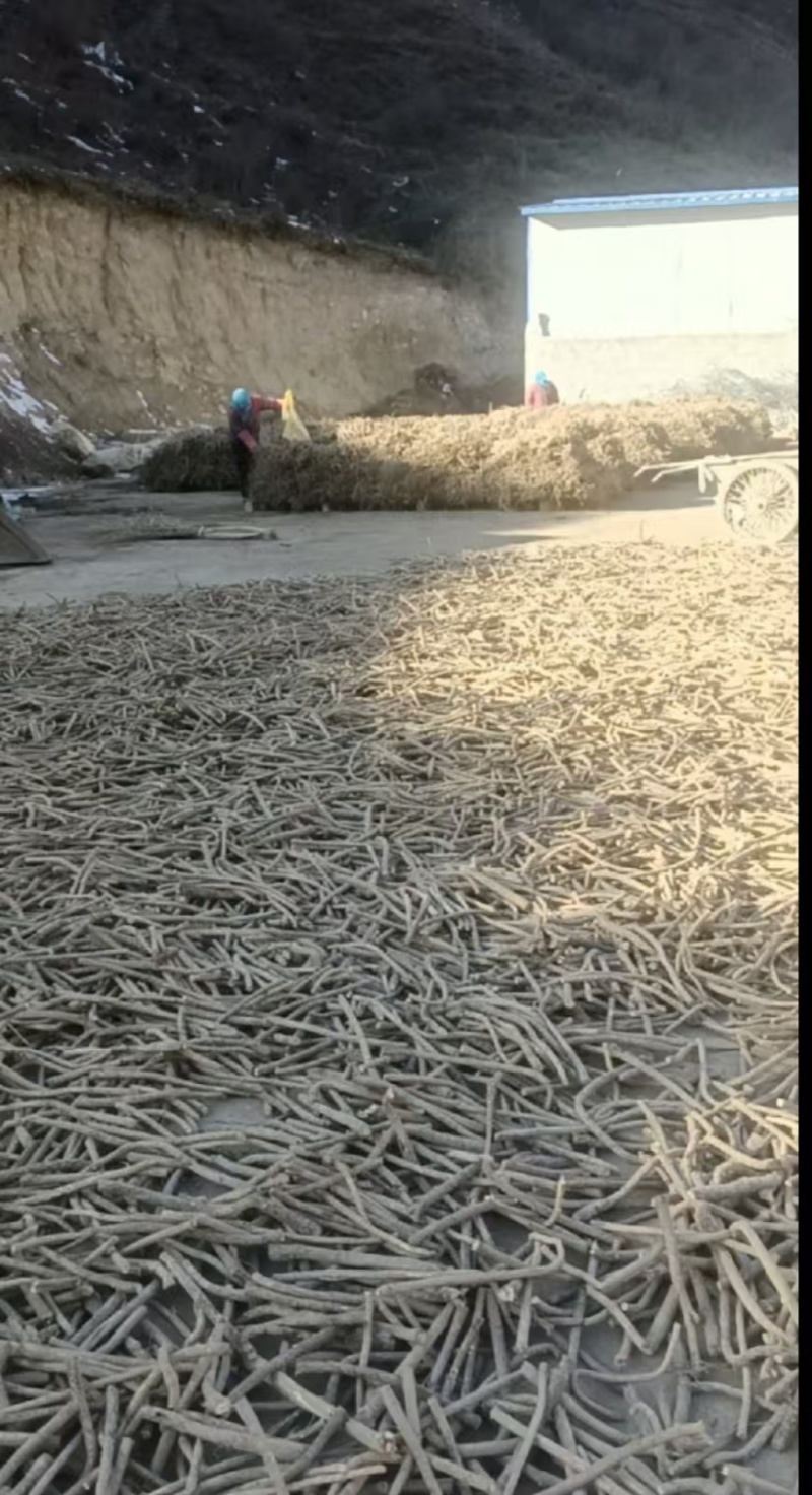甘肃岷县黄芪一手货源产地直发货源充足欢迎订购