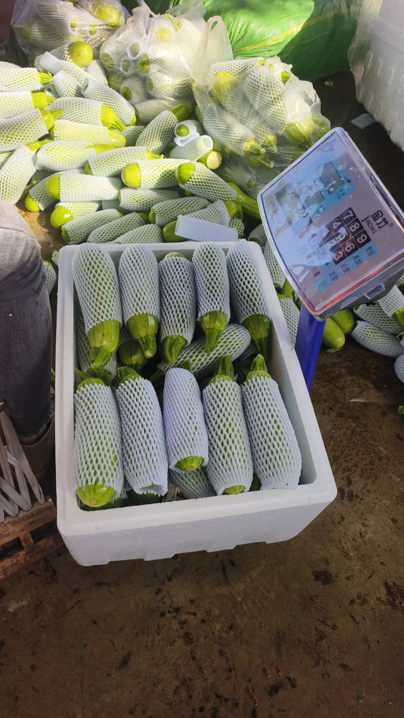绿皮西葫芦大量供应对接商超市场欢迎电话联系