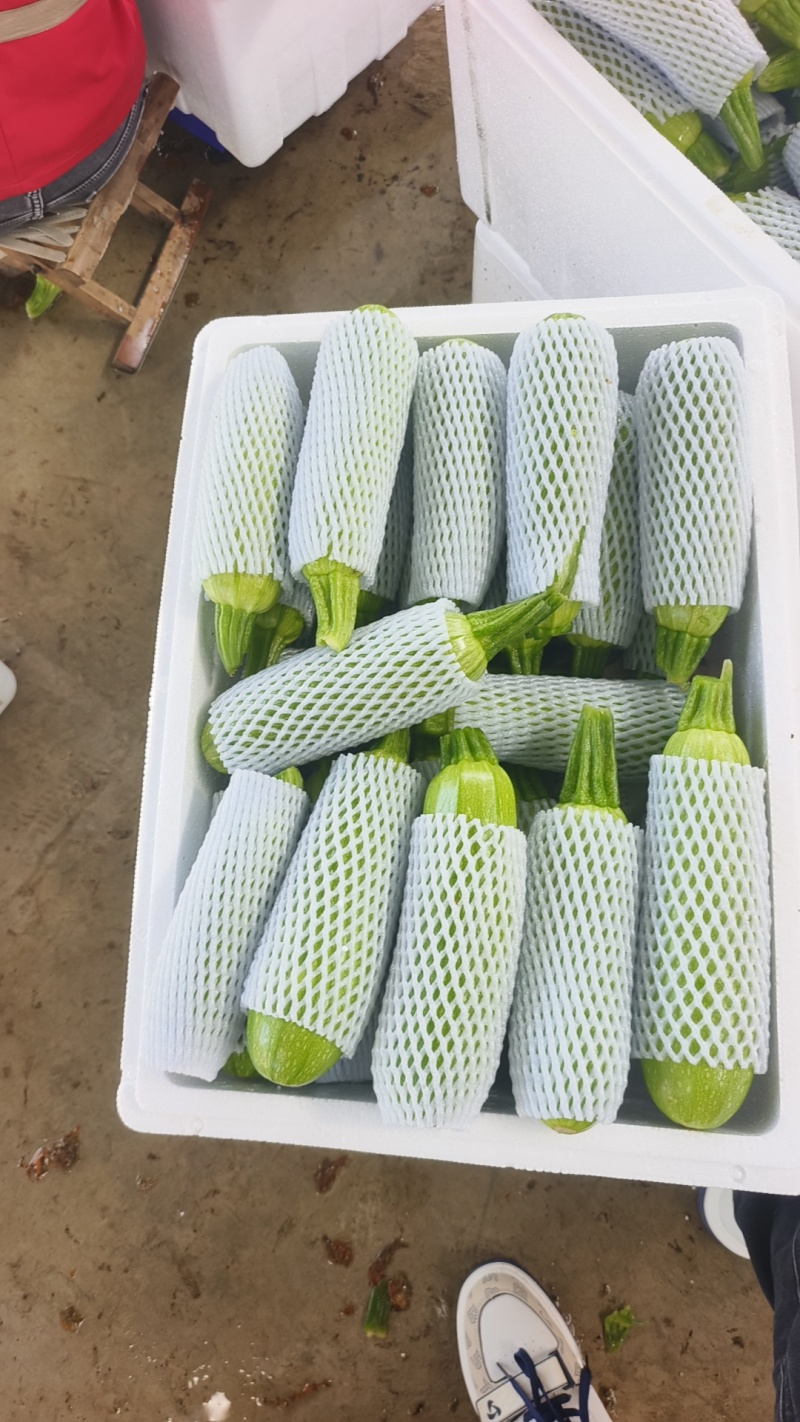 绿皮西葫芦大量供应对接商超市场欢迎电话联系