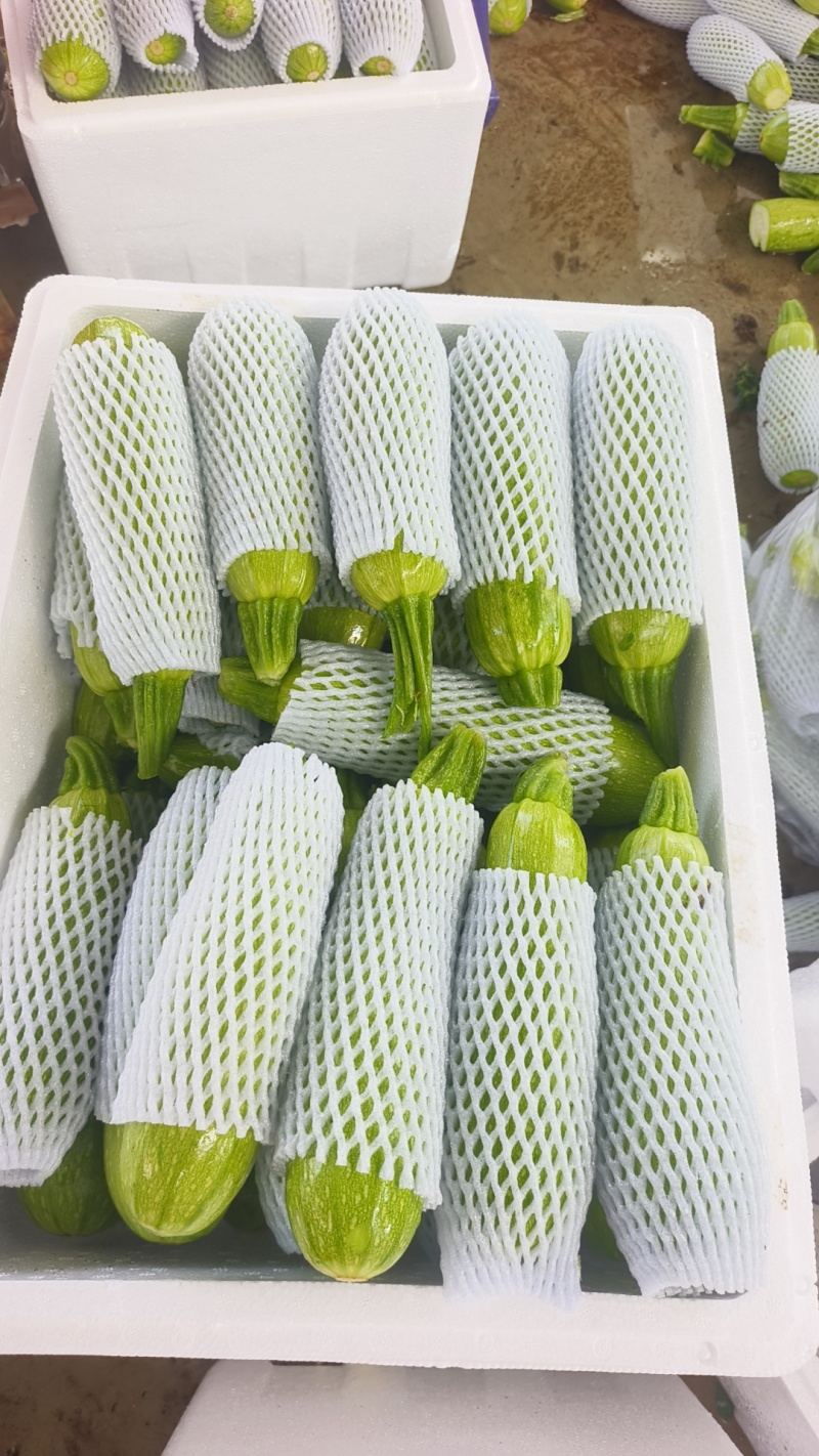 绿皮西葫芦大量供应对接商超市场欢迎电话联系