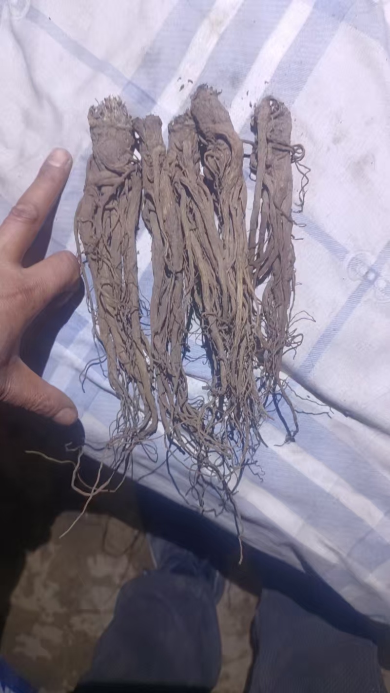 甘肃岷县当归自产自销货源充足产地直发，可视频看货。