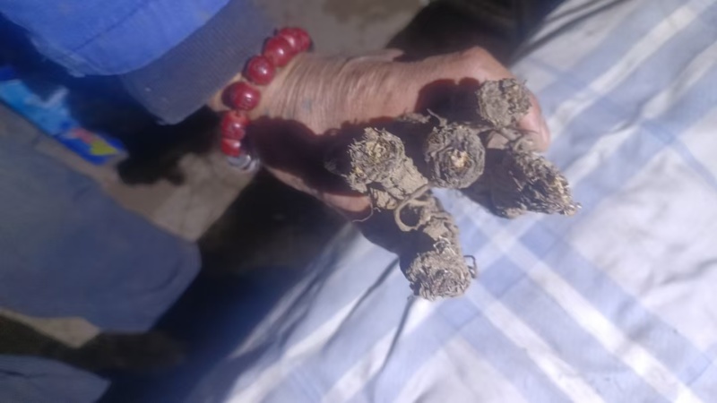 甘肃岷县当归自产自销货源充足产地直发，可视频看货。