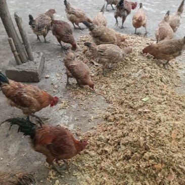 黄羽乌皮土鸡跑山鸡大量供应品质保证对接全国市场