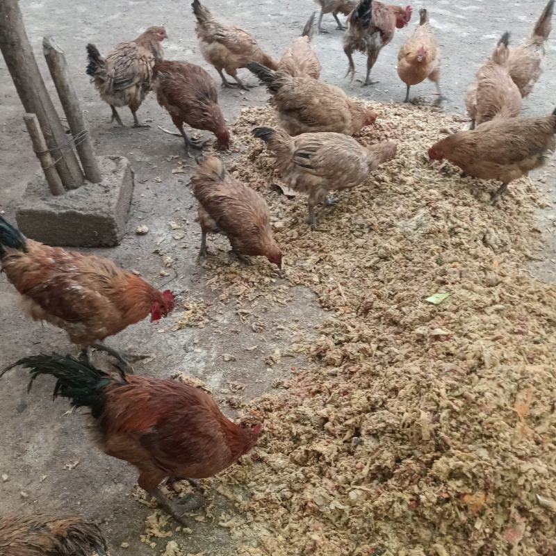 黄羽乌皮土鸡跑山鸡大量供应品质保证对接全国市场